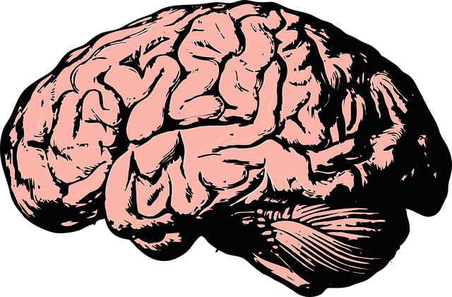 The brain gives cognitive function