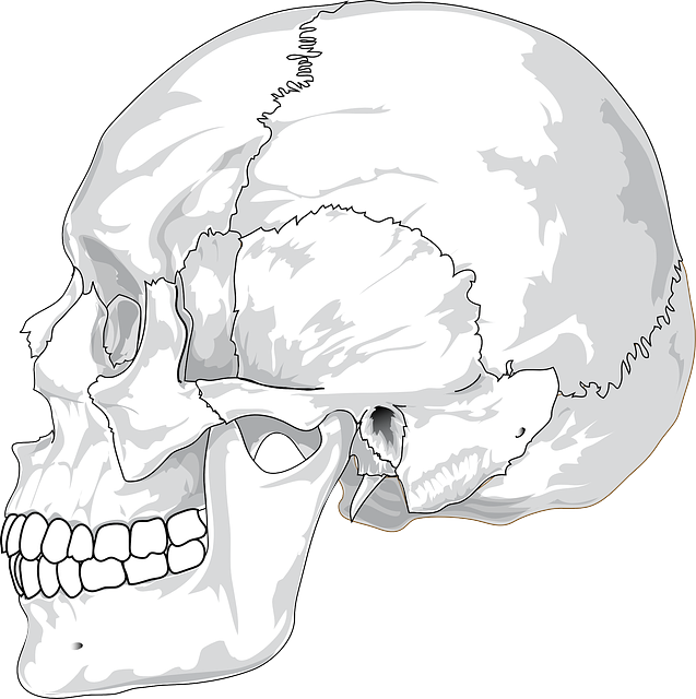 Image of a skull to support the text on skull fractures