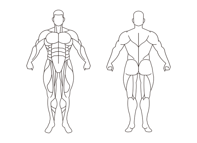 Image shows the body muscular system, to help explain that not all muscles have to be stretched daily
