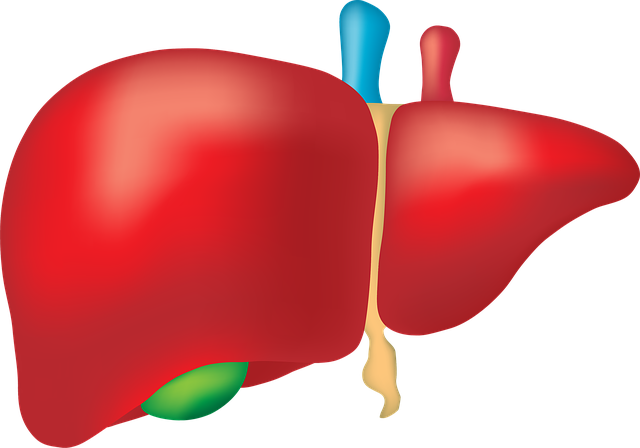 Image of a Liver supporting the post topic of protecting the liver