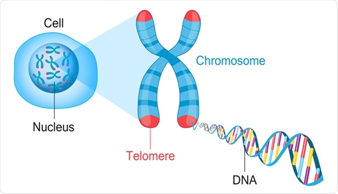 Diagram image of telomeres