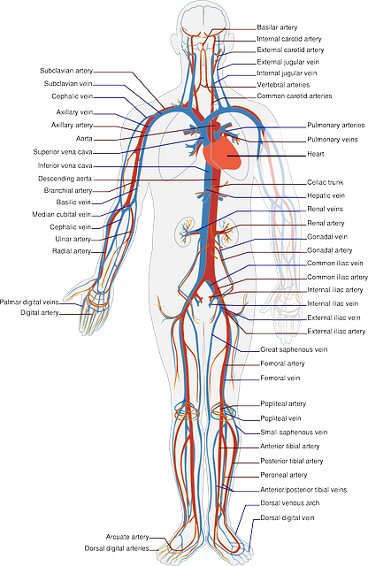 Diagram of the human circulatory system to support the post, that arteries must be kept free