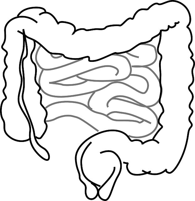 Image of the intestines to support the text