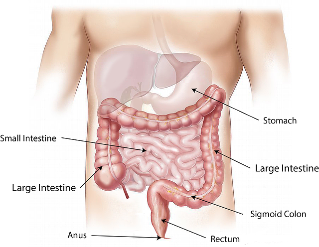 Image of the stomach to support the text