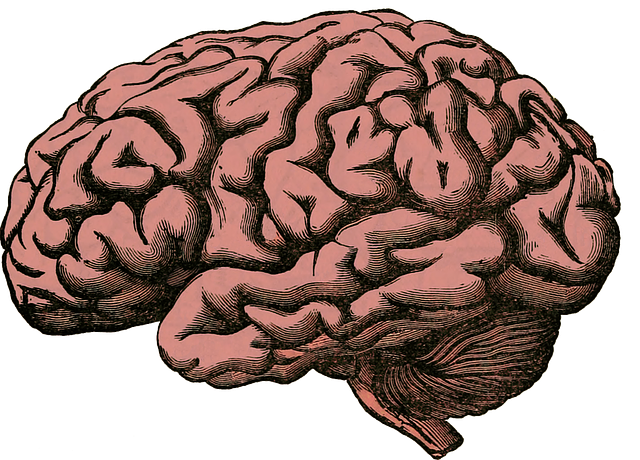 Image of a brain to support the text about why salt can damage you brain