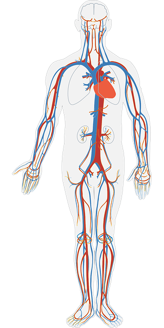 Image of the human bodies artery's to support the text on why salt can harden arteries 