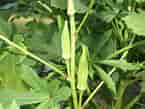 Image of okra growing to support the text