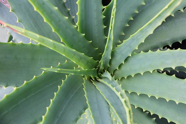 Image of Aloe Vera Plant, this can help to boost the elastin in skin