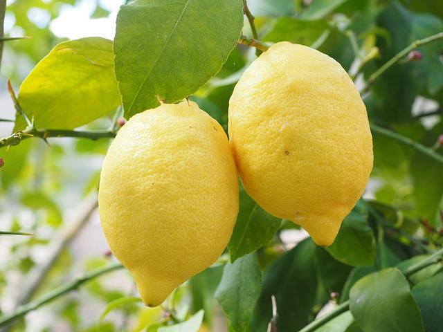 Lemons help synthesise toxic substances and help the liver