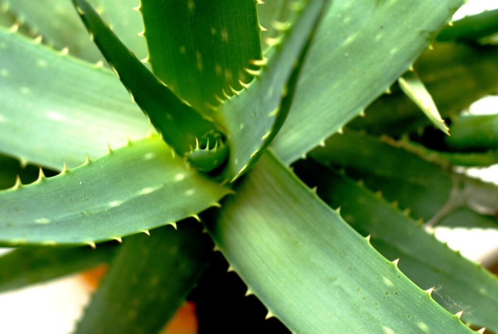 A 2020 study published in The Journal of Dermatology found that low doses of aloe increased collagen content in the dermis layer of the skin to boost collagen
