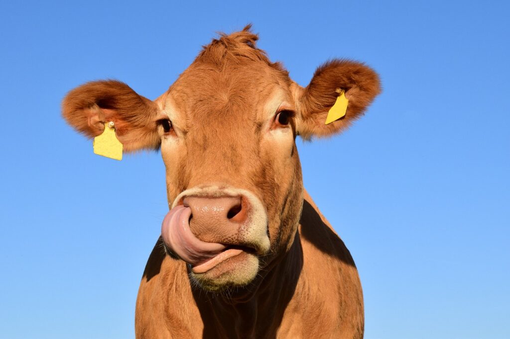Bovine—aka cattle—is one of the top sources of collagen on the market. 