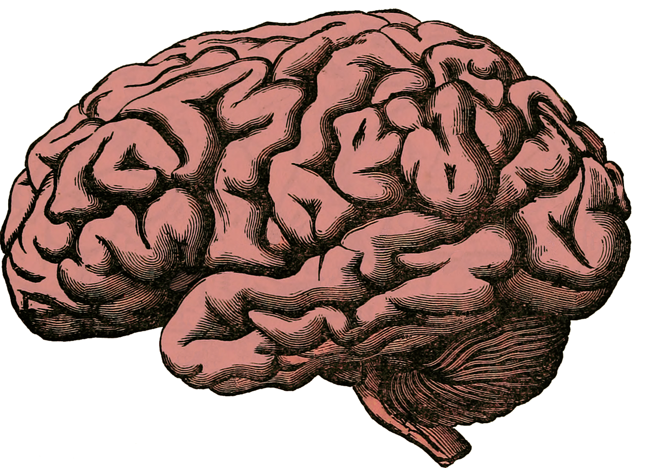 When a person has Alzheimer’s, their brain changes. Most of the time, their brain cells develop two types of problems:  