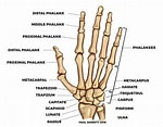 Bones and joints effects The 29 bones of hands and wrists come together to form many small joints. With aging, the hand bones and joints (especially the synovial joints) are accompanied by morphological and pathological changes common to aging skeletal tissues.
