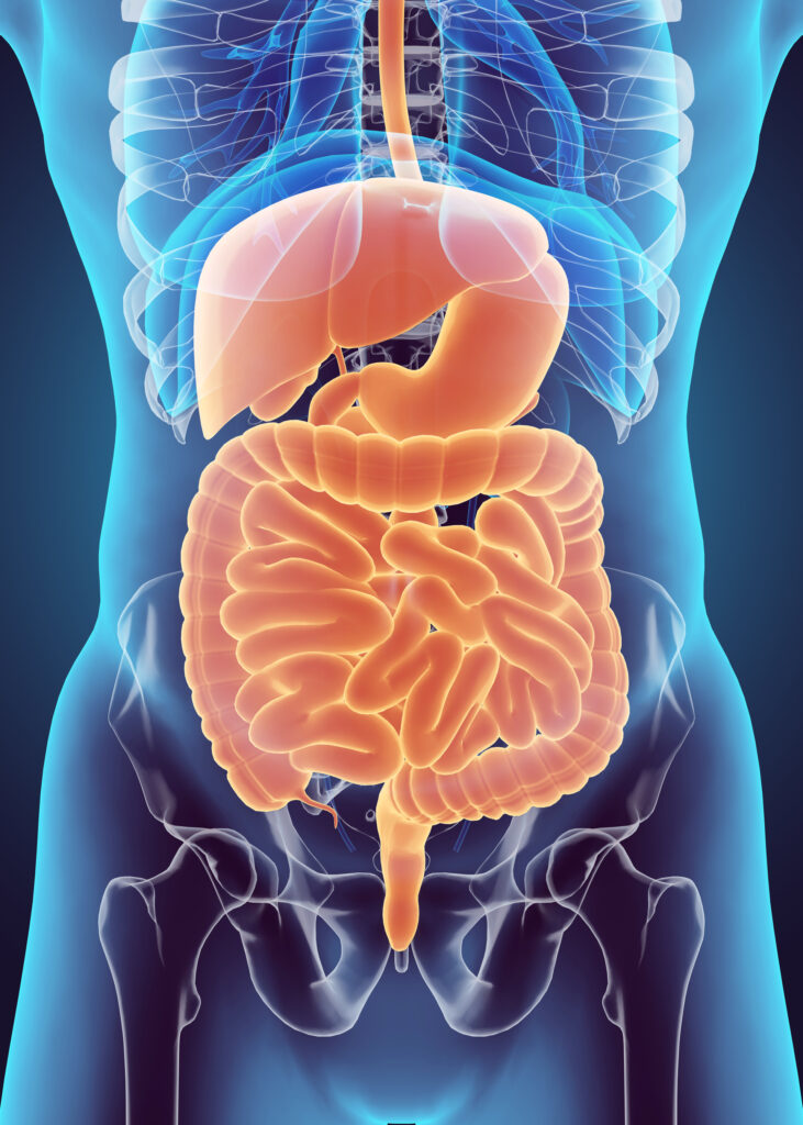 You can also expect your digestive system to change as you get nolder, especially in your large intestine. Furthermore, this can lead to increased instances of constipation.