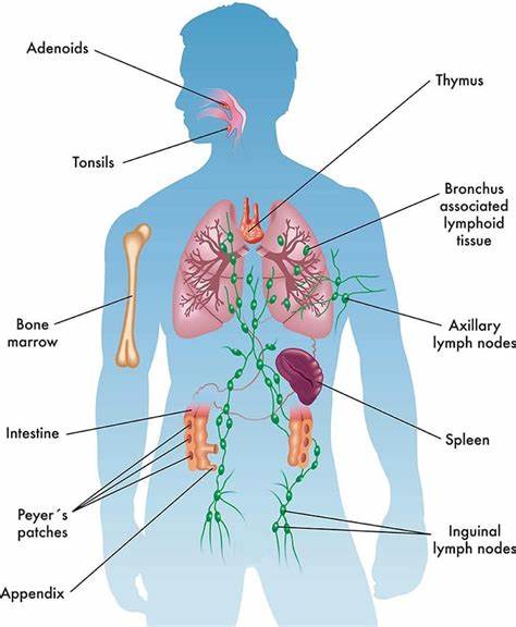 The importance of drinking water on your health cannot be better highlighted by the fact that drinking water helps fight the flu and its symptoms. 