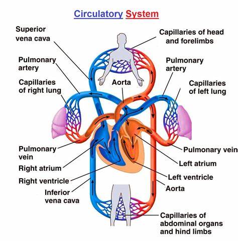 To improve the circulation of oxygen in your body, you should always drink water throughout the day. Water as an essential component of your blood and helps to transport oxygen to every part of the body. 