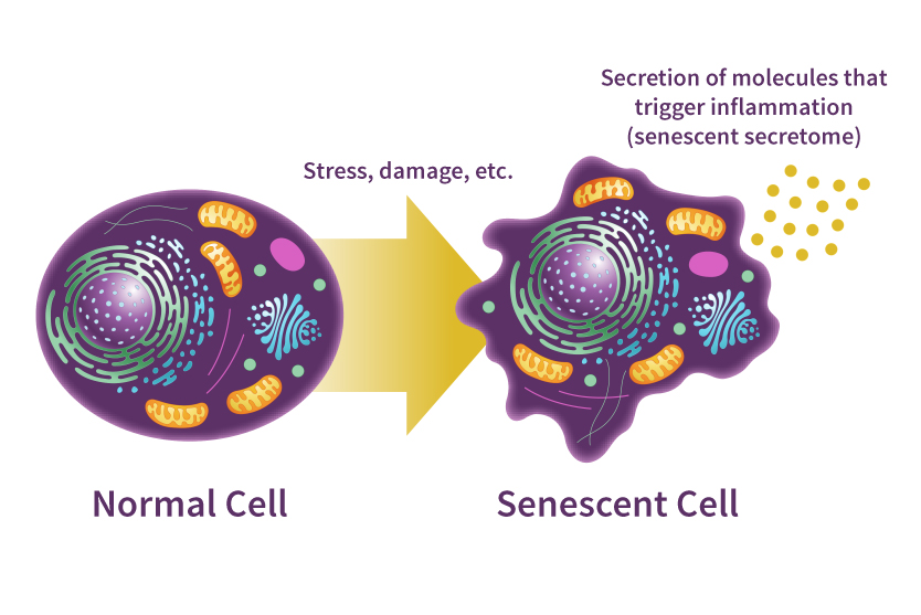 Longevity. Chronological age represents the single greatest risk factor for human disease. One plausible explanation for this correlation is that mechanisms that drive ageing might also promote age-related diseases. 