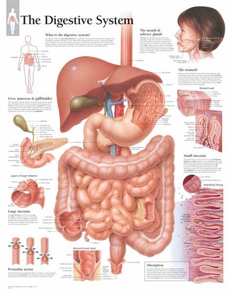 A diet rich in prebiotics promotes digestive system health by stimulating the growth of beneficial microorganisms. Furthermore, the fermentation of prebiotics produces short-chain fatty acids (SCFAs), including acetate, propionate, and butyrate.