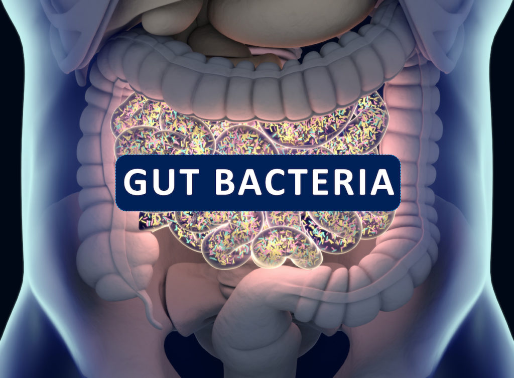 Prebiotics also influence the makeup and function of gut bacteria, promoting the growth of beneficial microbes. 