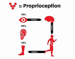 As you become less physically active in older age, your proprioception (the technical term for body awareness) will decrease too. leaving your balance ability reduced