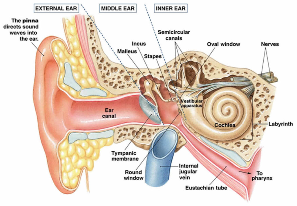 Your vestibular system (the part of the inner ear involved in balance) is a big factor when it comes to maintaining a healthy equilibrium. Here, just like your nervous system degenerates as you age, your vestibular system can also deteriorate in your twilight years leaving you with diminished balance