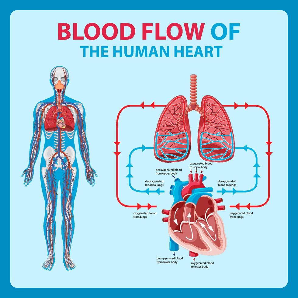 3. Support Circulation, Good circulation helps oxygen-rich blood reach tissues effectively.